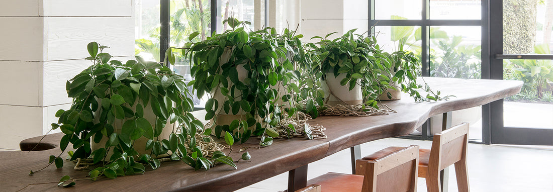 3 Interiorscape Design Trends in the Hospitality Industry