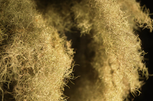 Spanish Moss Hanging Gardens in biophilic design, suspended from the ceiling to create a nature-inspired sanctuary