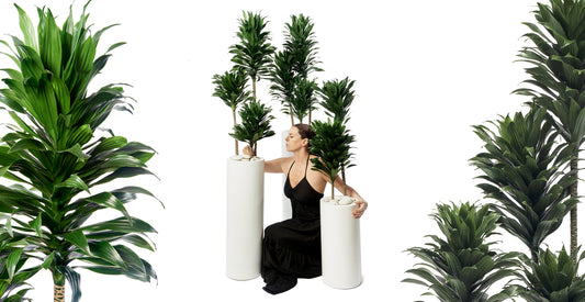 Janet Craig: Natural Elegance for Your Space