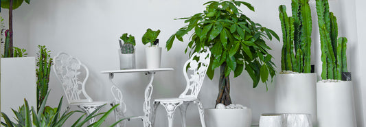 Low Maintenance Indoor Plants and How to Care for Them