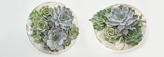 Artisanal Succulent Arrangements Made in Miami