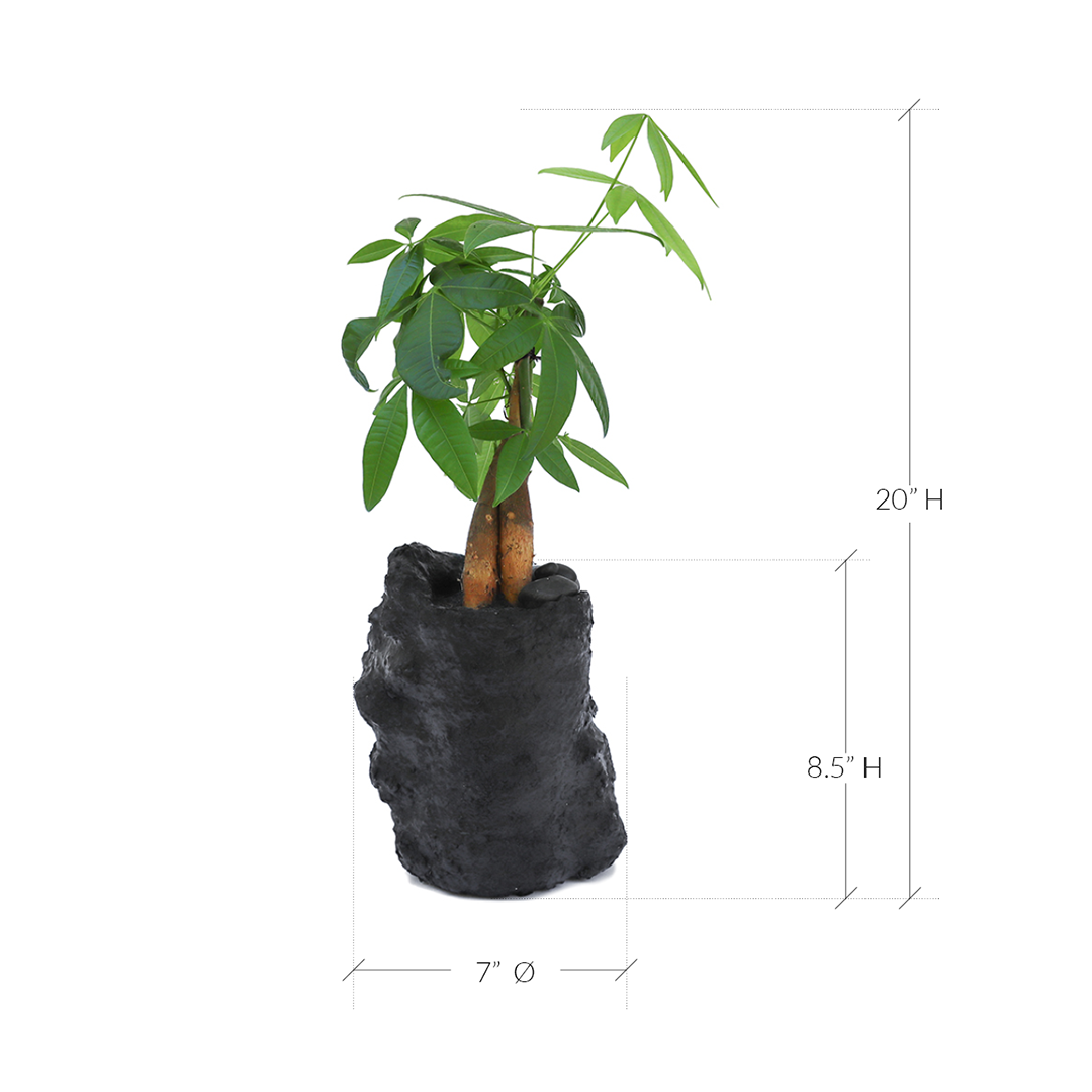 Julieta Teppa - One of a Kind Black No.1 Money Tree