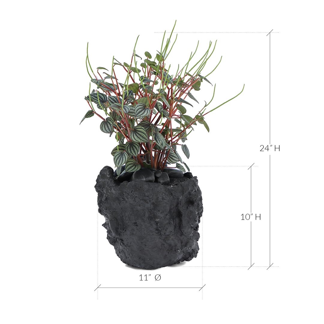 Julieta Teppa - One of a Kind Black No.4 Peperomia Little Toscani