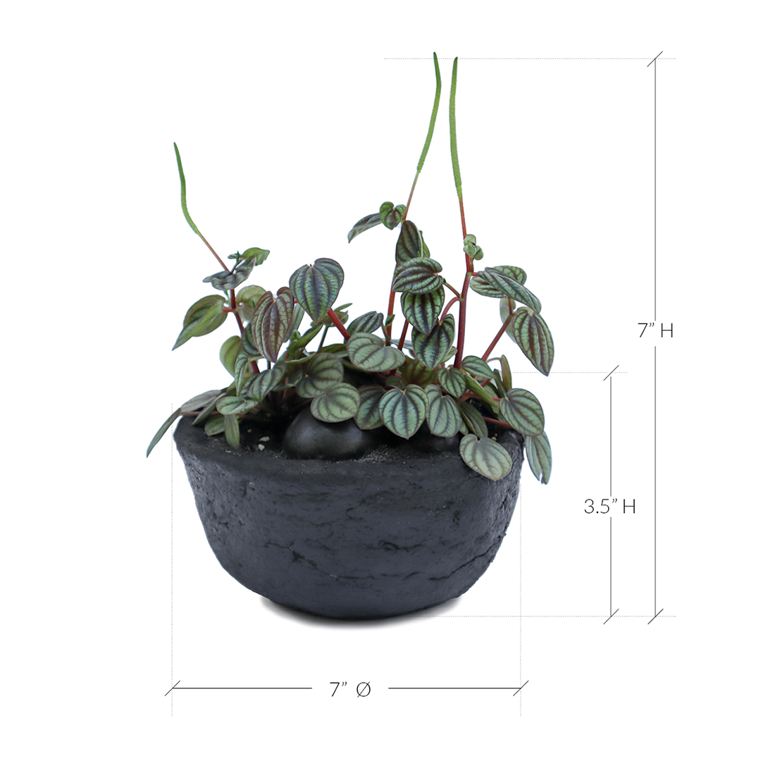 Julieta Teppa - One of a Kind Black No.2 Peperomia Little Toscani