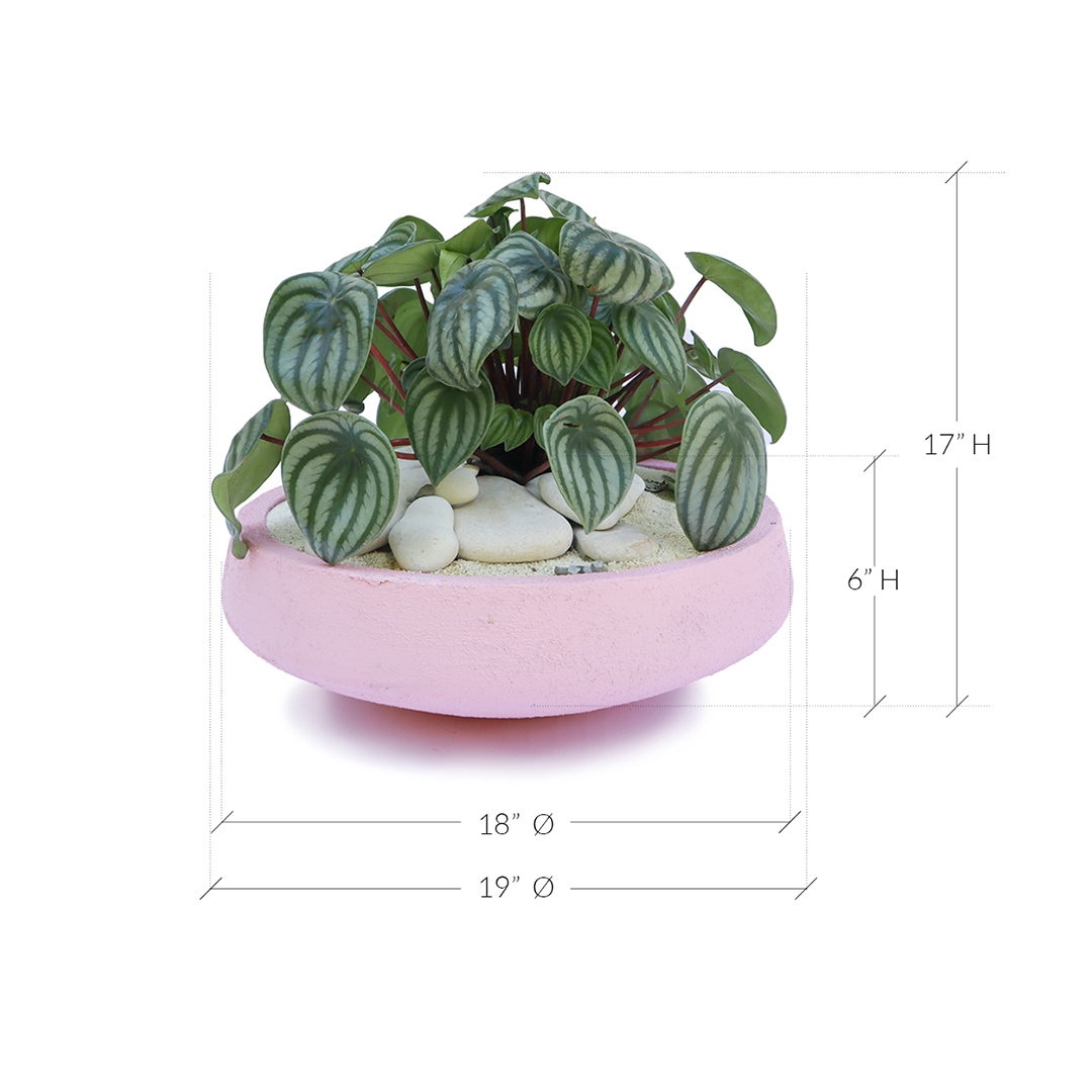 Julieta Teppa - One of a Kind Pink No.2 Peperomia Watermelon
