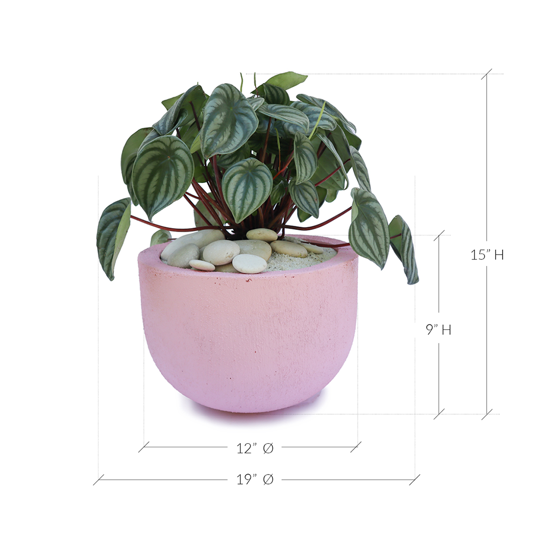 Julieta Teppa - One of a Kind Pink No.1 Peperomia Watermelon