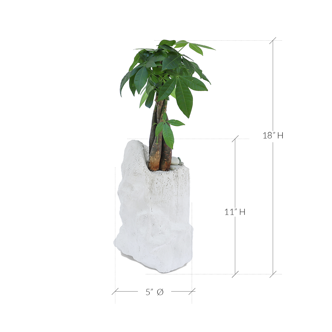 Julieta Teppa - One of a Kind White No.2 Money Tree