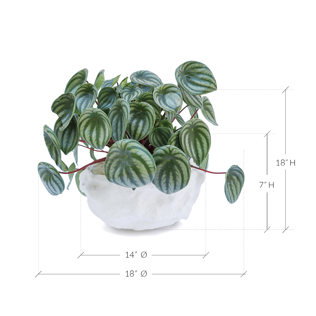 Julieta Teppa - One of a Kind White No.3 Peperomia Watermelon 15"