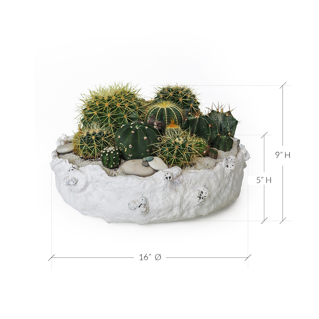Julieta Teppa - One of a Kind White No.1 Cactus 15"