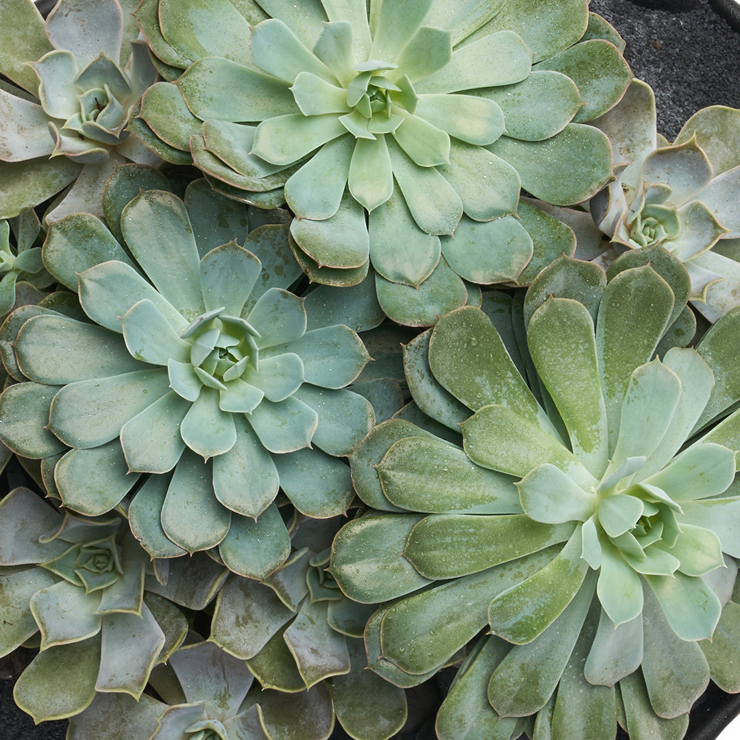 Ceramic Petale Bowl - Succulents Plant The Future