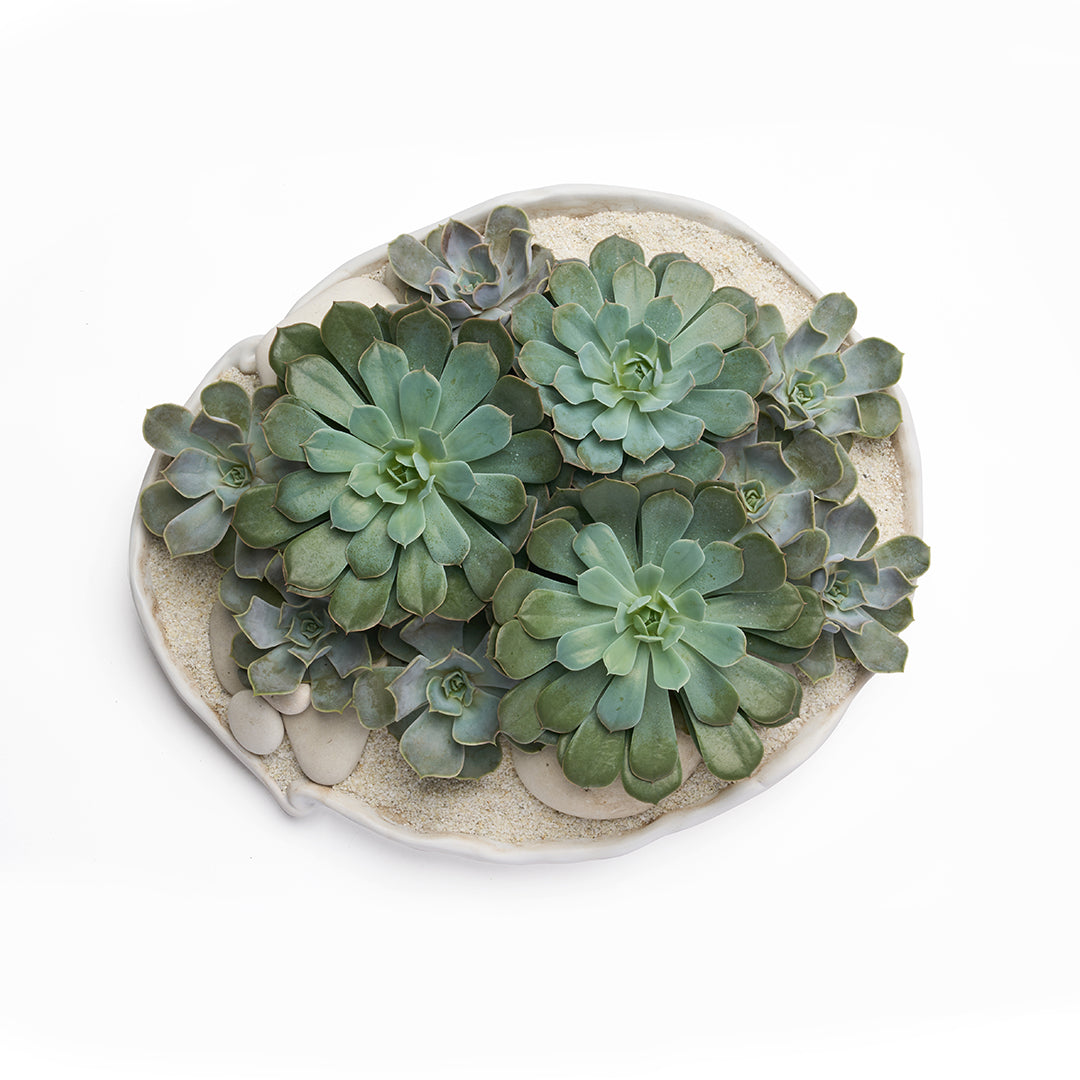 Ceramic Petale Bowl - Succulents