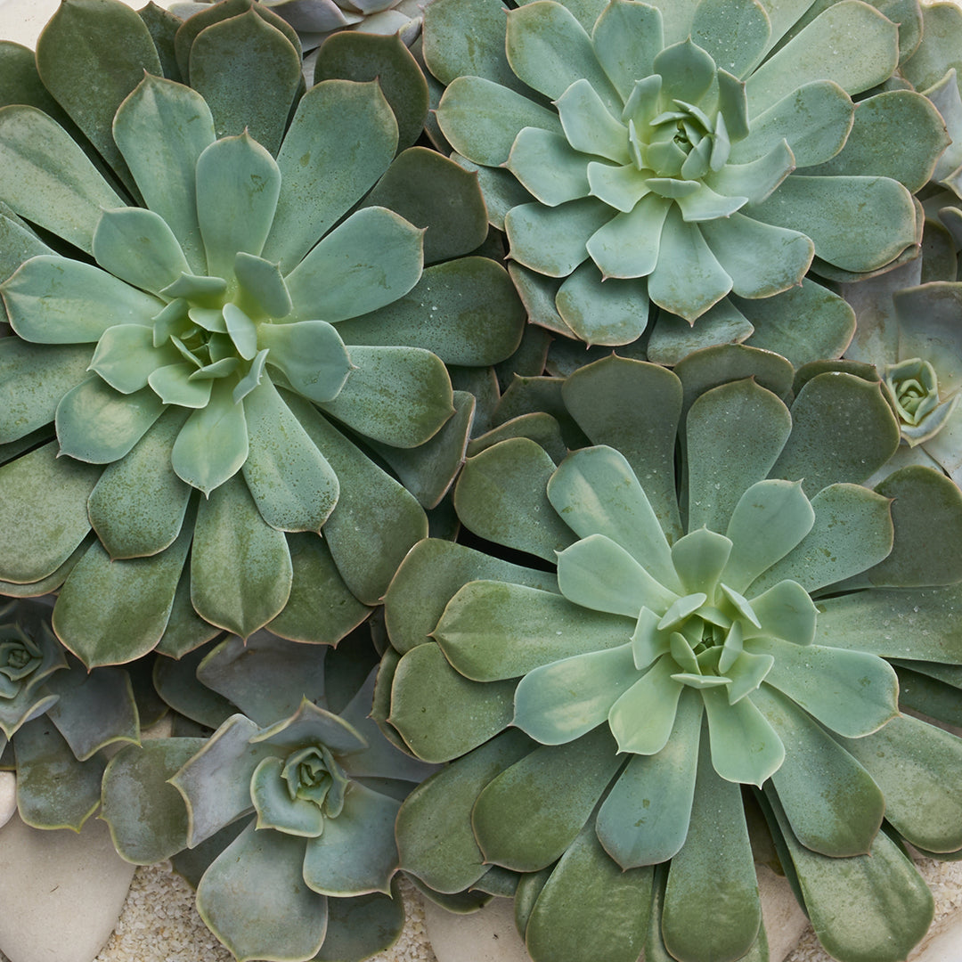 Ceramic Petale Bowl - Succulents