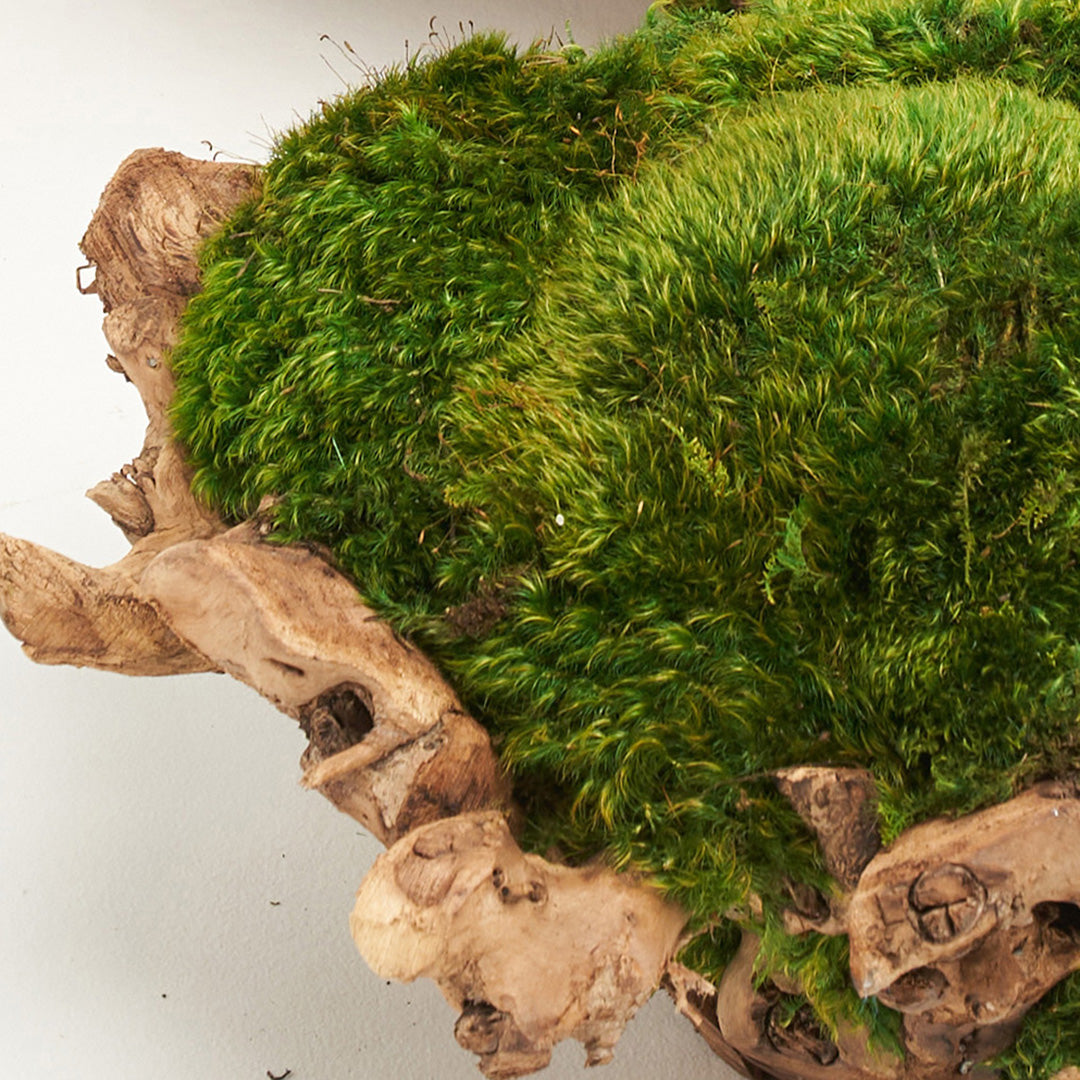 Natural Wood Low Bowl with Moss