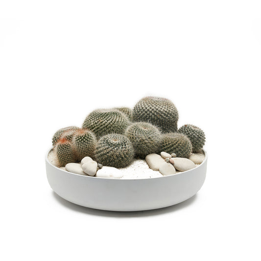 Round Ceramic Low White - Short Cactus Garden