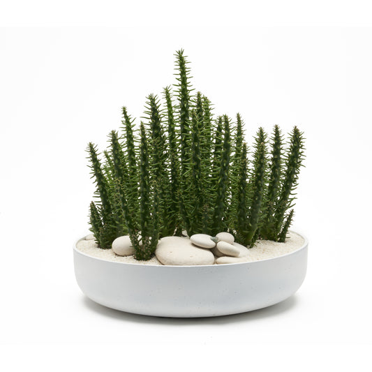 Round Ceramic Low White - Eve's Pin Cactus Garden