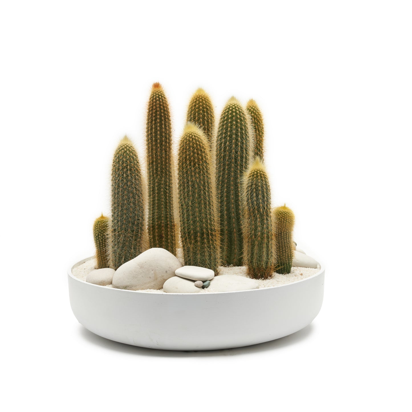 Round Ceramic Low White - Tall Cactus Garden