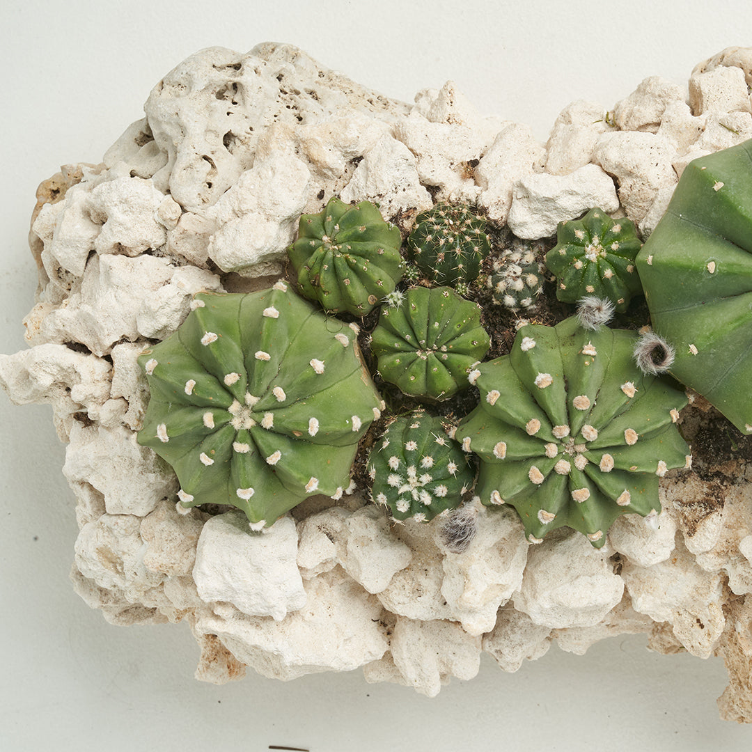 Keystone Trough - Cactus Garden Full Renovation PLANT THE FUTURE