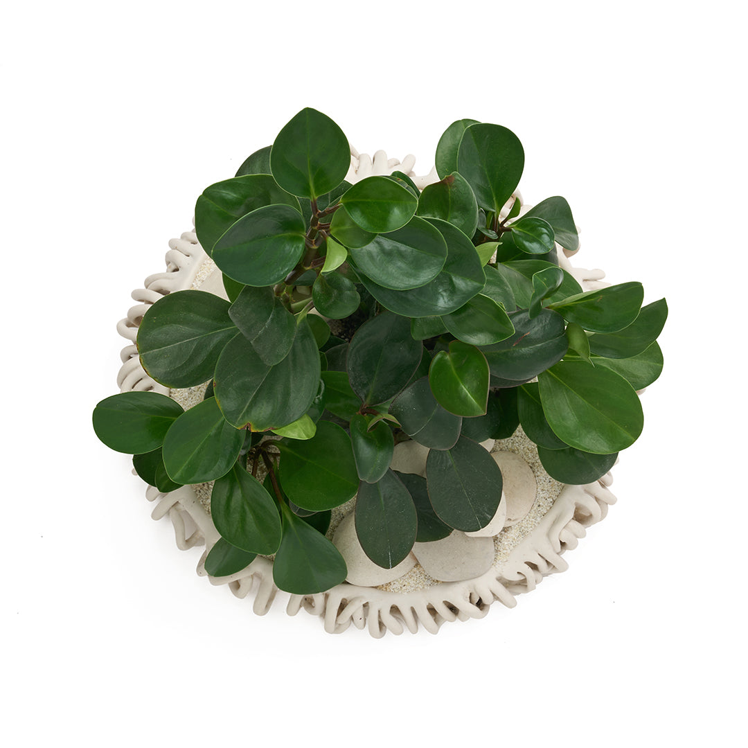 Ceramic Mangrove White - Peperomia