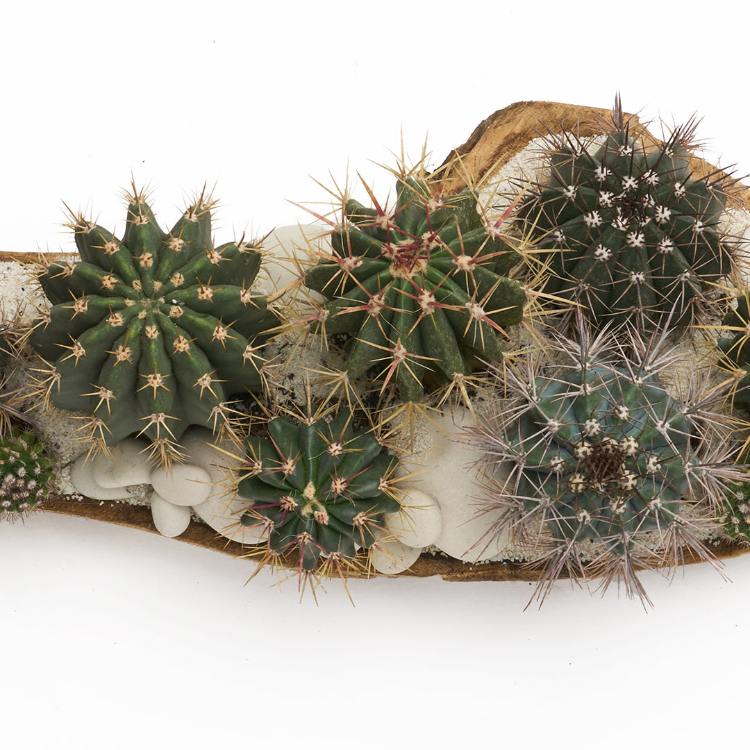 Wood Trough - Low Green Garden XL Plant the Future