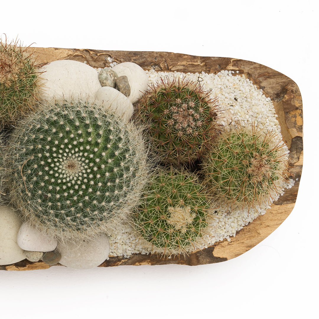 Teak Trough Small - Low Garden Plant The Future