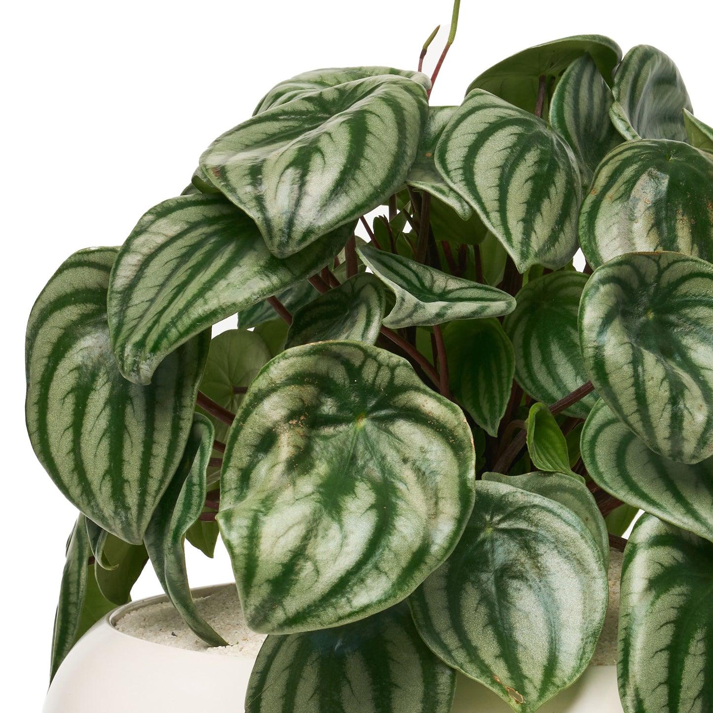 Sydney White Large - Peperomia Watermelon