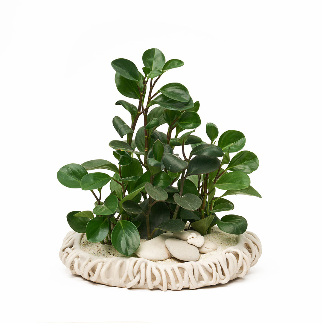 Ceramic Mangrove White - Peperomia