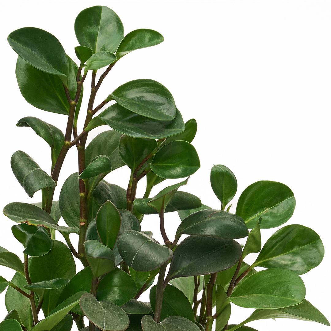 Ceramic Mangrove White - Peperomia