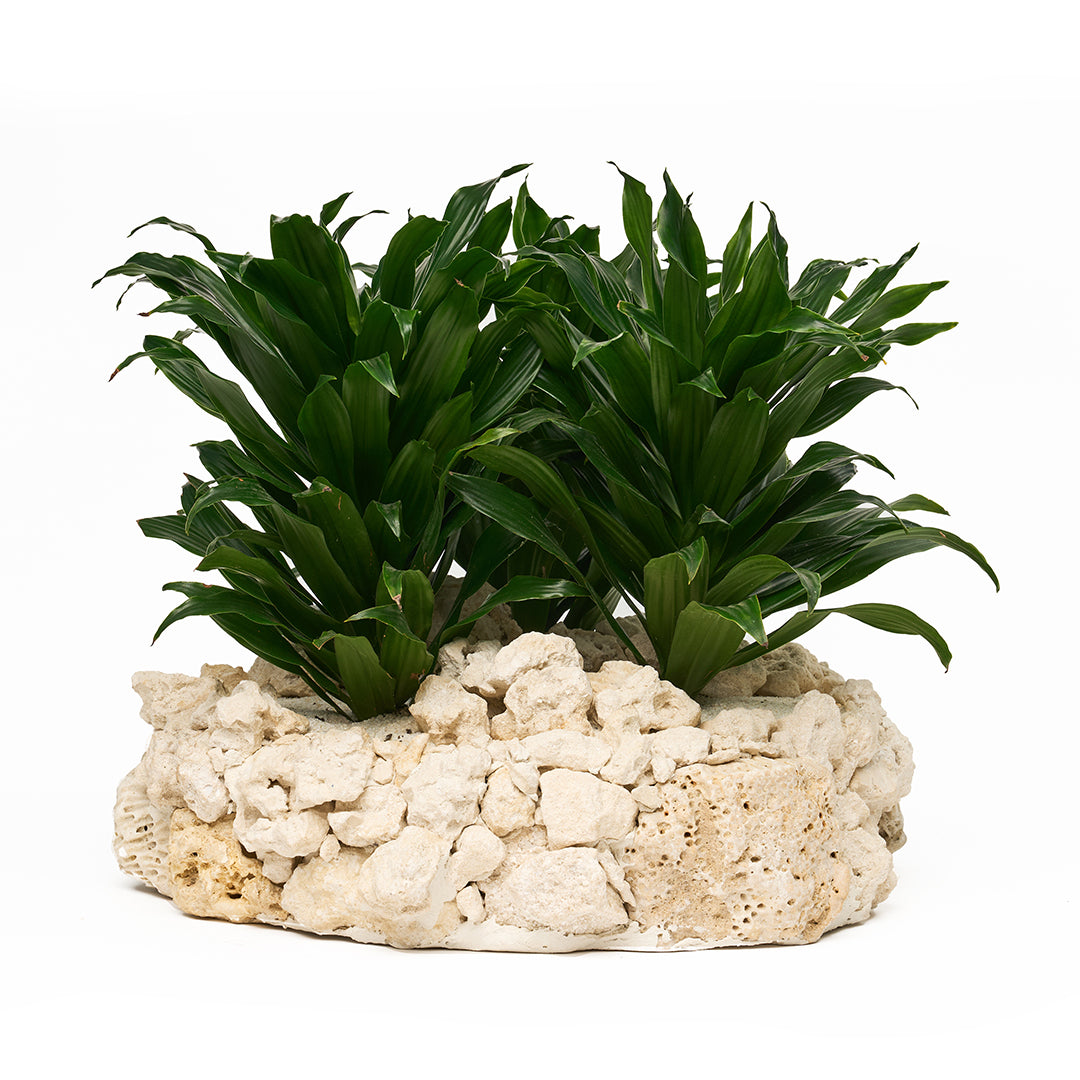 Keystone Large 18" - Janet Craig Bush
