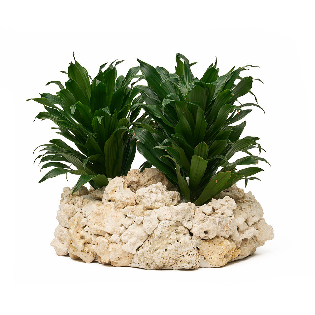 Keystone Round Large D16"-18" - Janet Craig Garden PLANT THE FUTURE