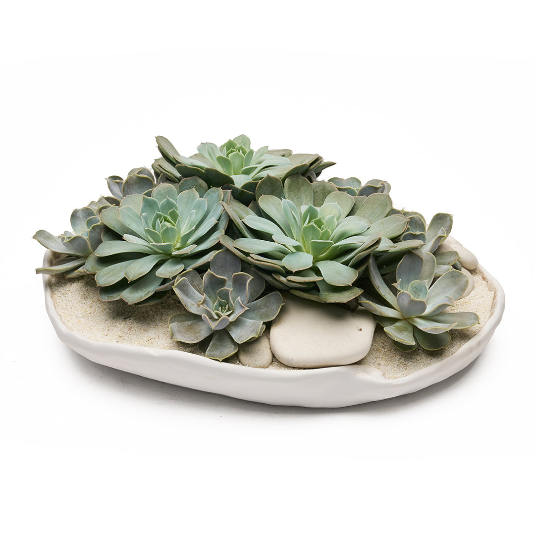 Ceramic Petale Bowl - Succulents