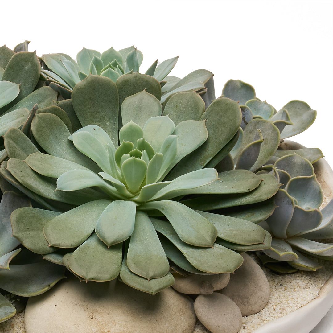 Ceramic Petale Bowl - Succulents