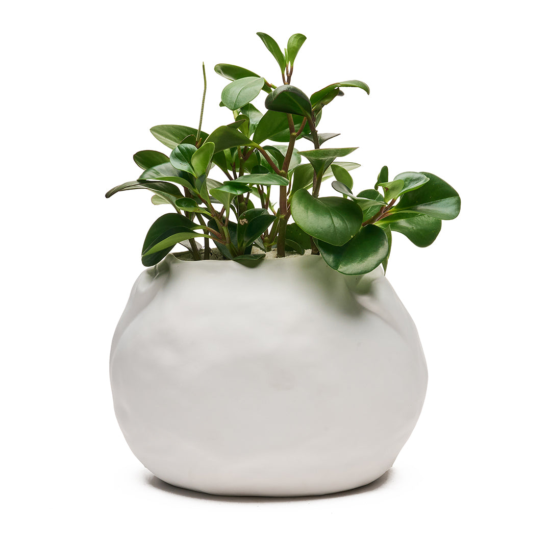 Ceramic Petale Vase White - Peperomia