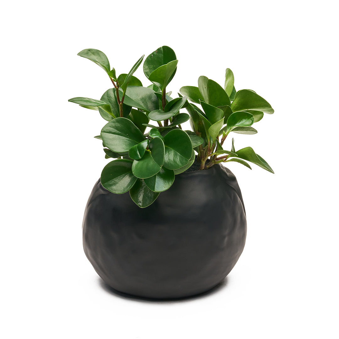 Ceramic Petale Vase Black - Peperomia