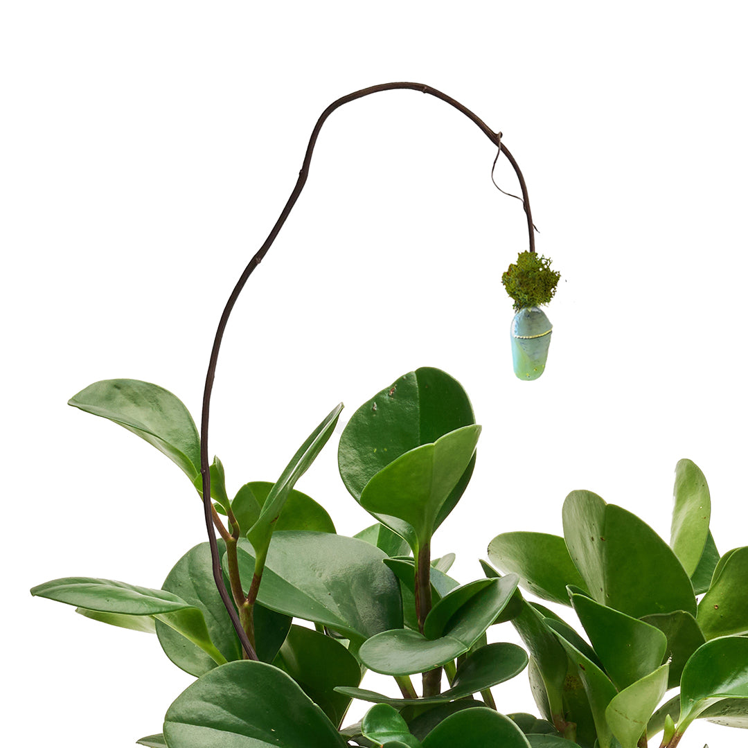 Ceramic Petale Vase Black - Peperomia with Cocoon