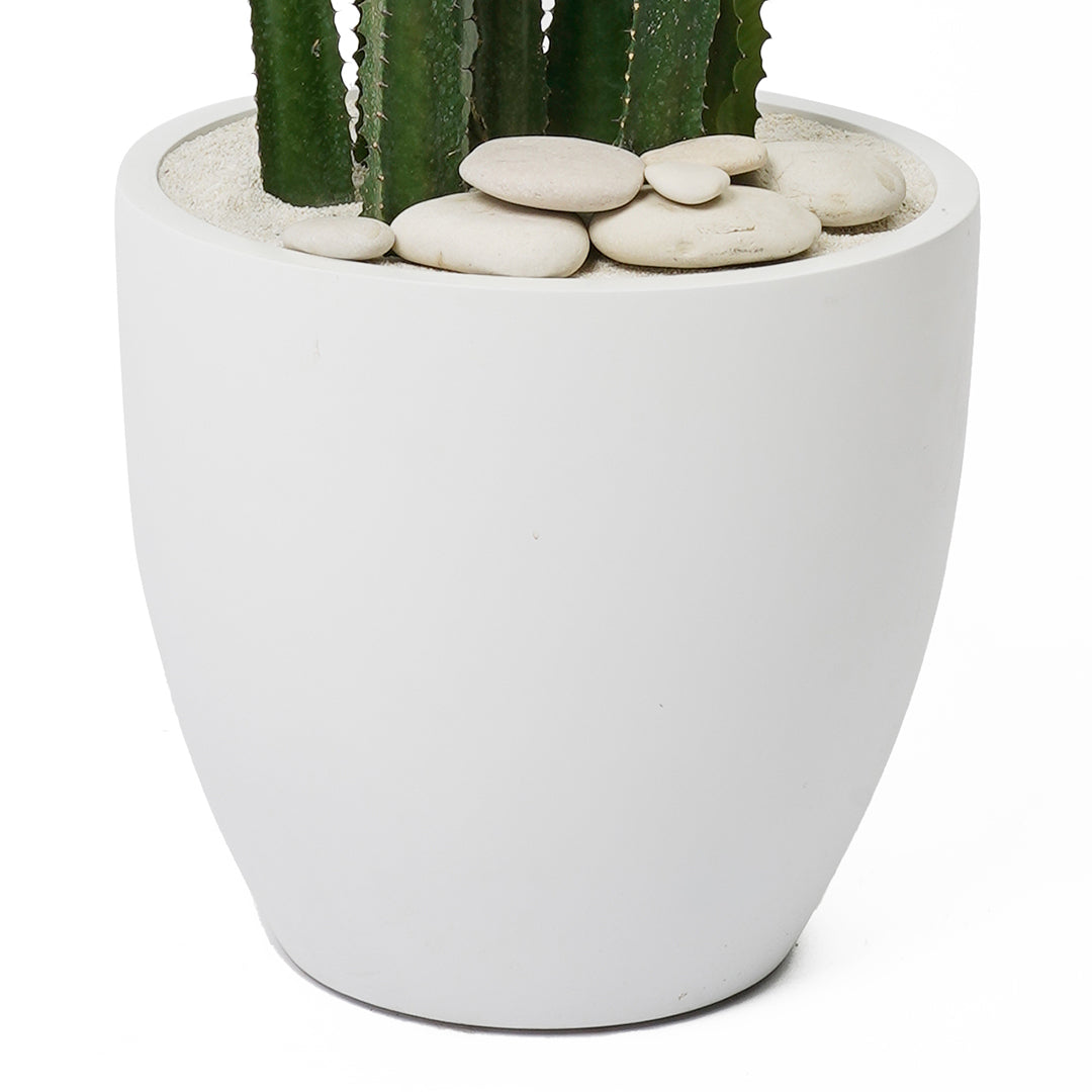 Milano Round Small White – Euphorbia Acrurensis Plant the future usa