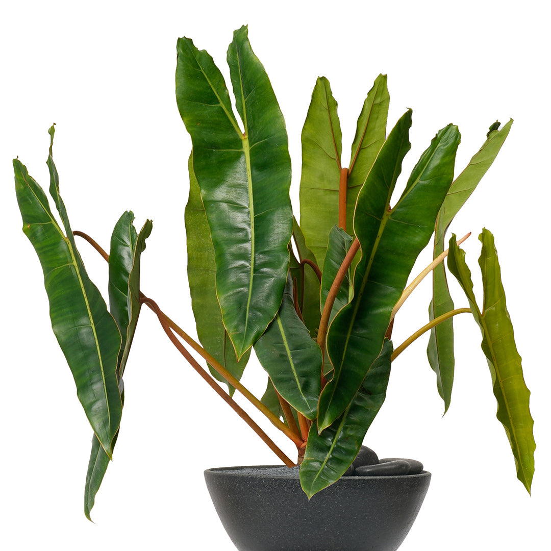 Totem Sculpture Black 6 Plant The Future