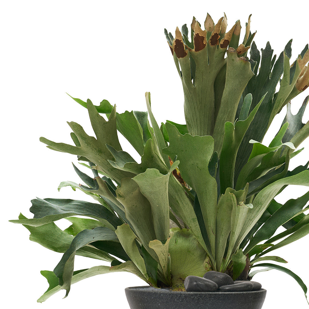 Totem Sculpture Black 6 Plant The Future