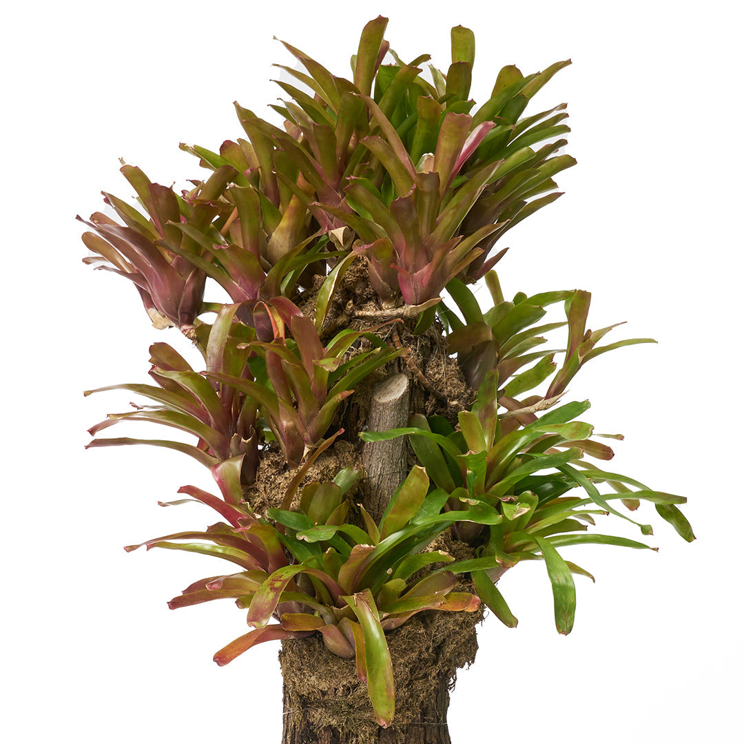 Trunk with Bromeliads Plant The Future
