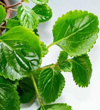 Swedish Ivy 6"