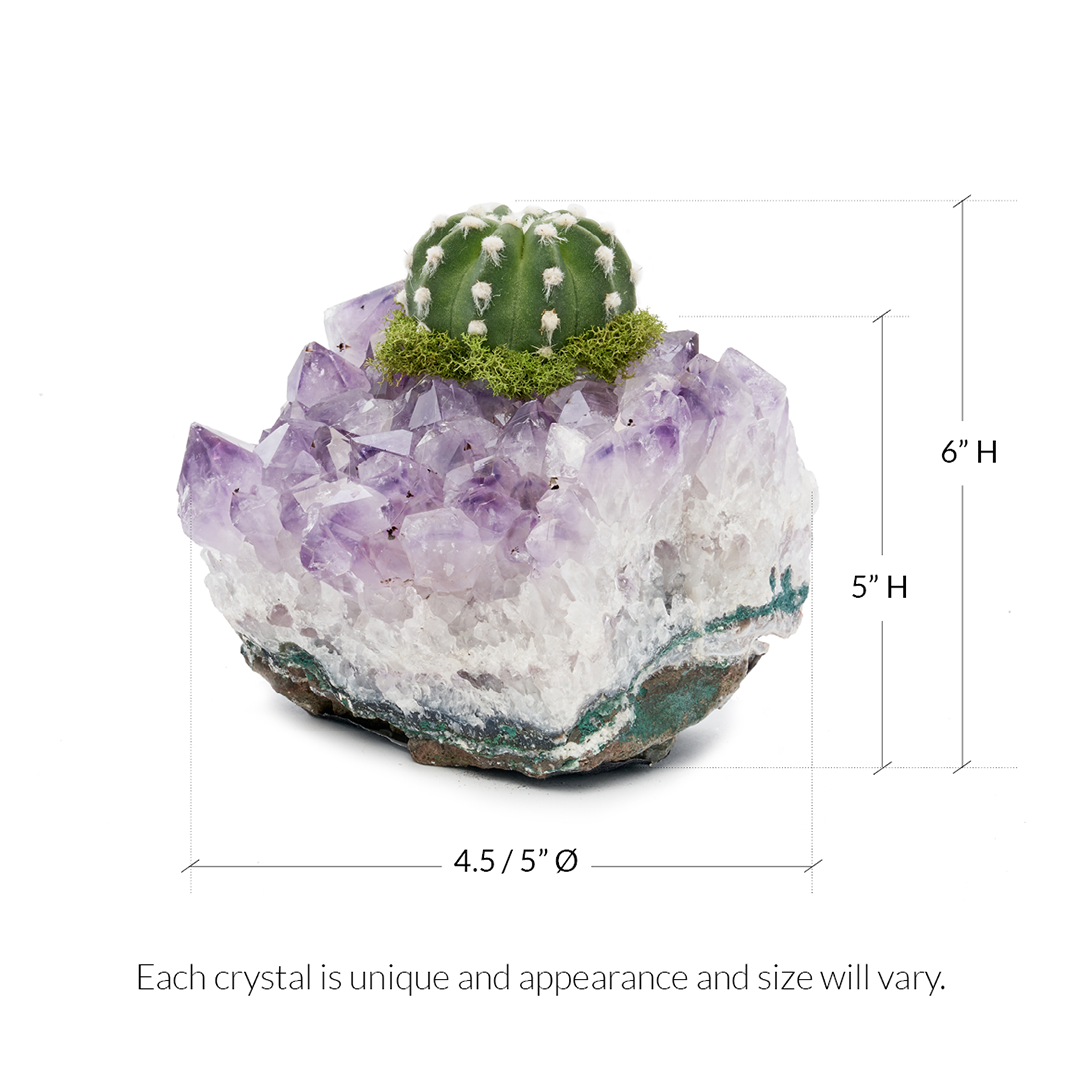 Amethyst Crystal with Cactus (5" H x 5" W)