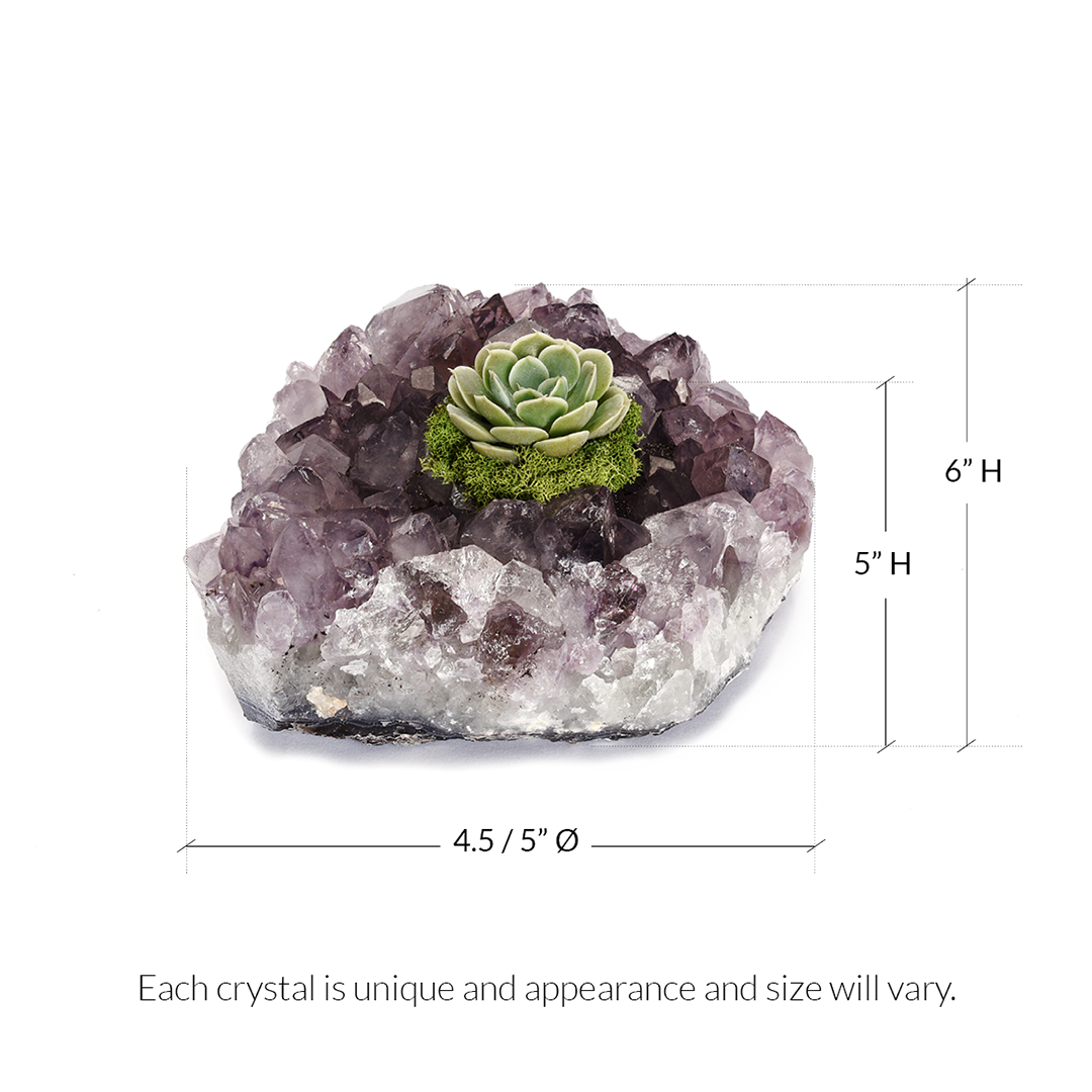 Amethyst Crystal with Succulent (5" W x 5" H)