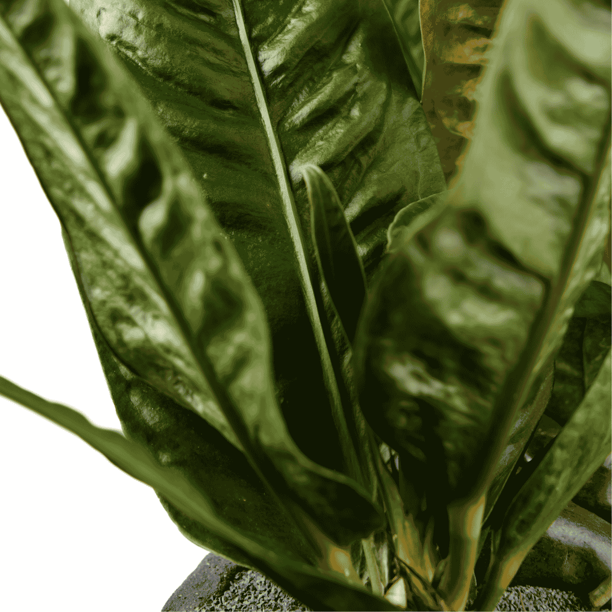 Bora Bora Low Bowl with Anthurium SuperBum | Plant the Future