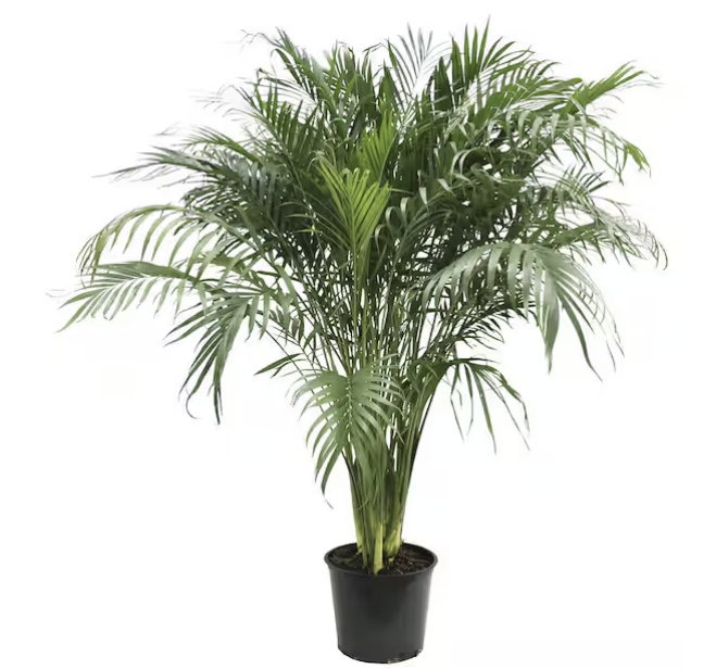 Cat Palm D12" St Germain Farms, LLC