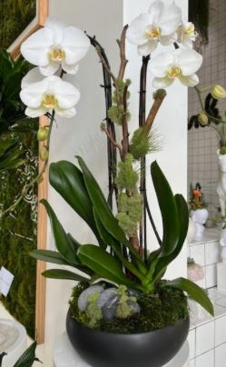 Ceramic Low Small - Double Orchid Arrangement (12"D x 18"H) Plant the Future
