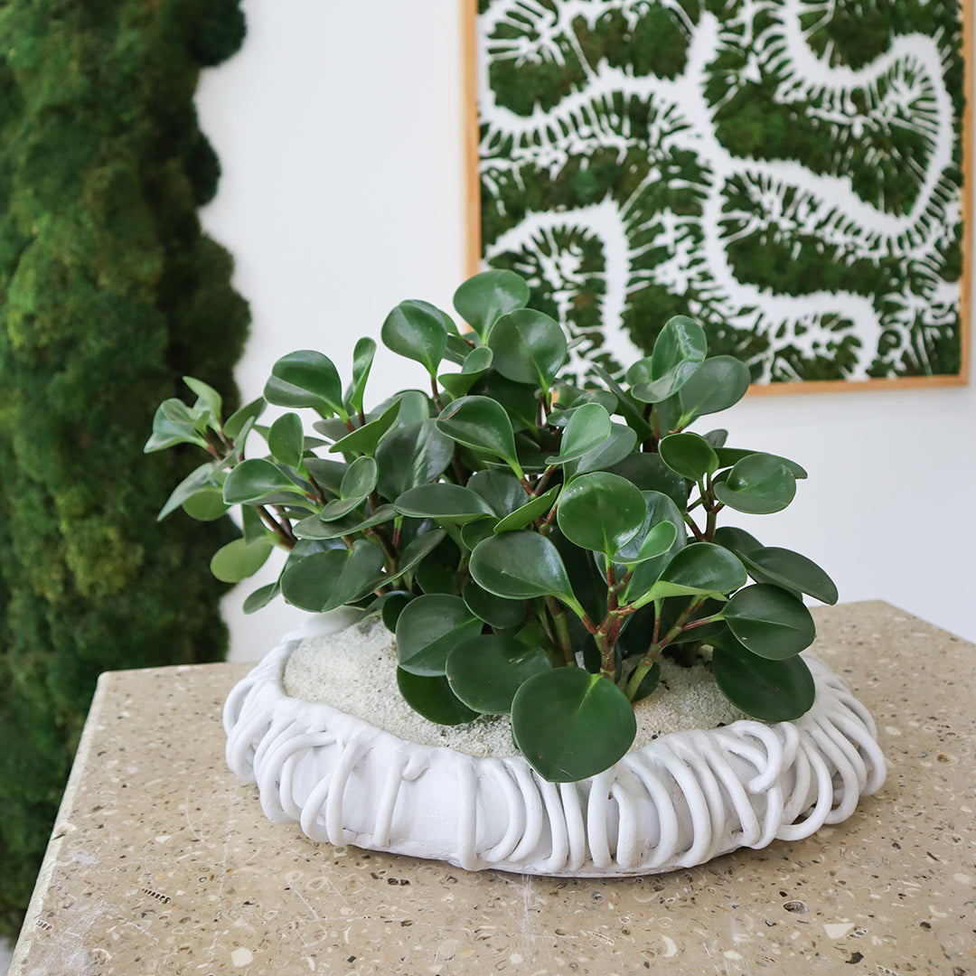 Ceramic Mangrove White - Peperomia