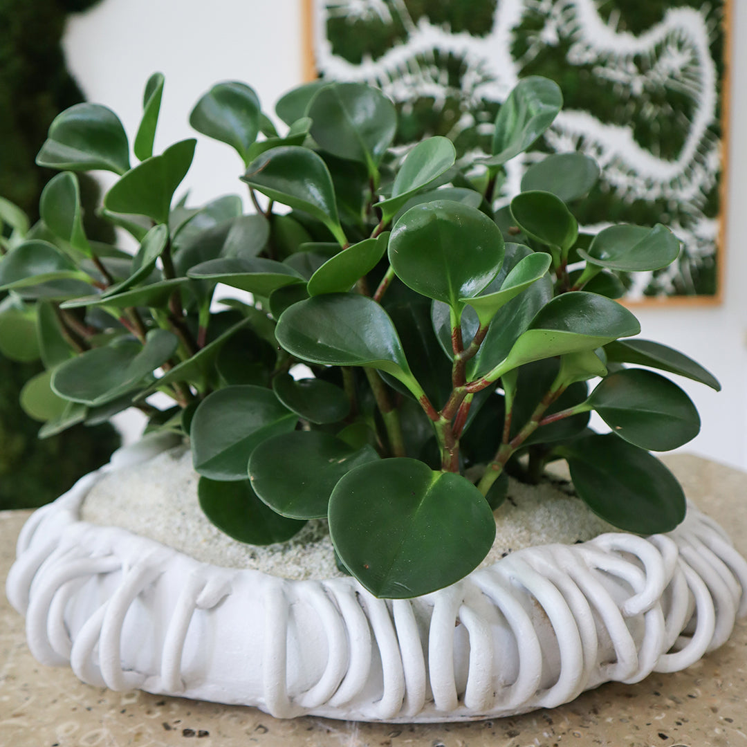 Ceramic Mangrove White - Peperomia