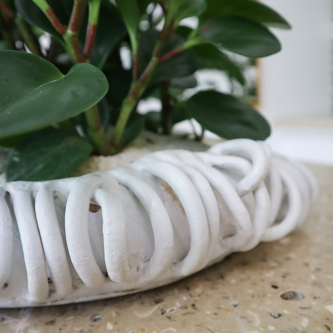 Ceramic Mangrove White - Peperomia