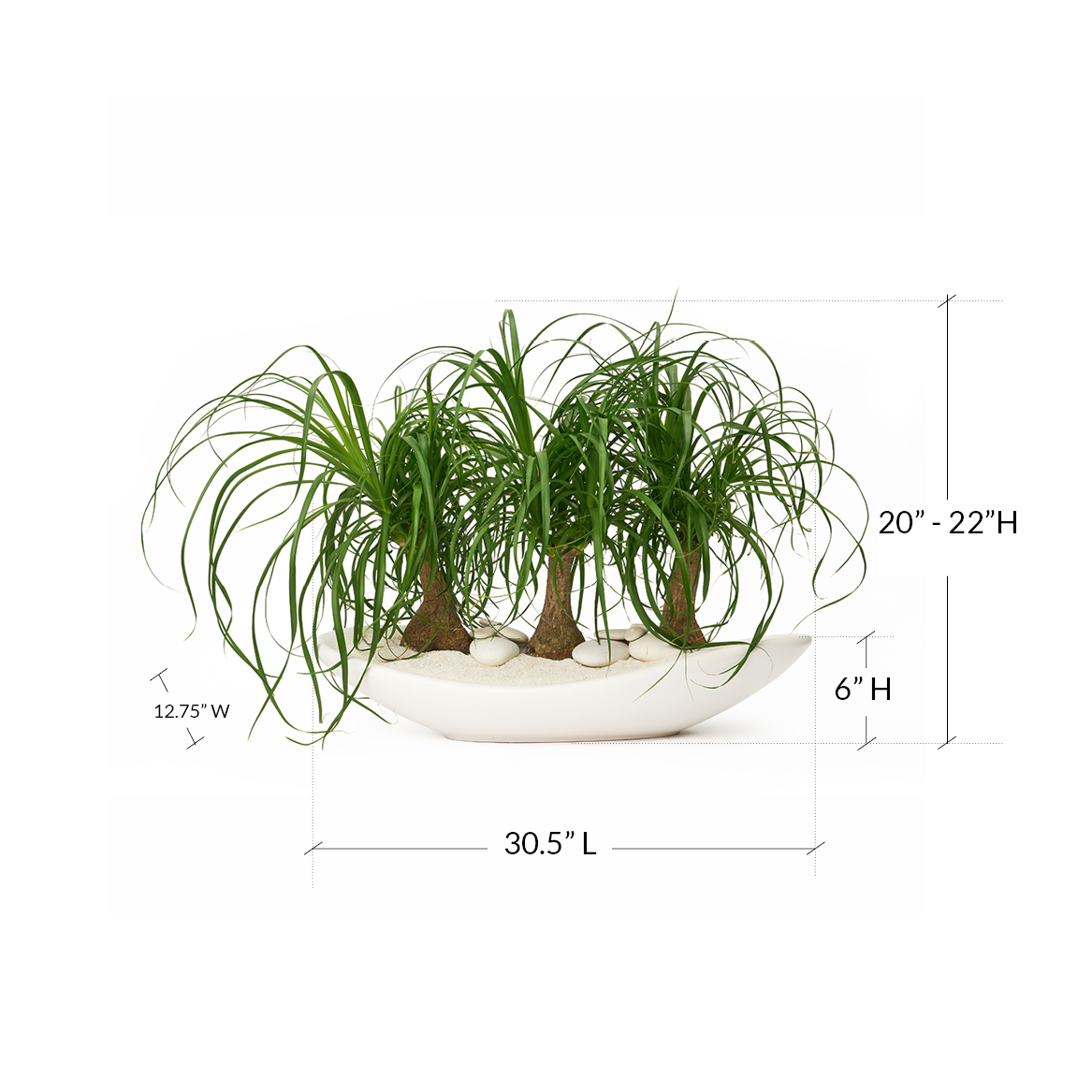 Ceramic Oblong Bowl White - Ponytail Palms Plant The Future