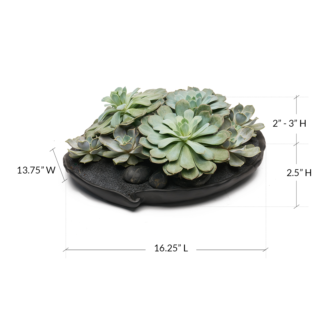 Tokyo White - Rainbow Garden Plant the Future