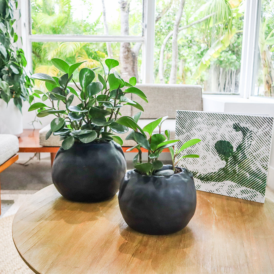 Ceramic Petale Vase Black - Peperomia